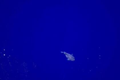 Los científicos aún no logran entender por completo cómo se sobreviven las criaturas que habitan en este desierto marino