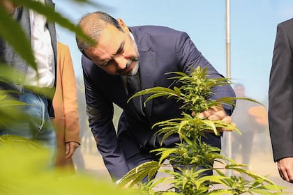 El gobernador Gustavo Valdés encabezó el acto de presentación del proyecto Caá Cannabis