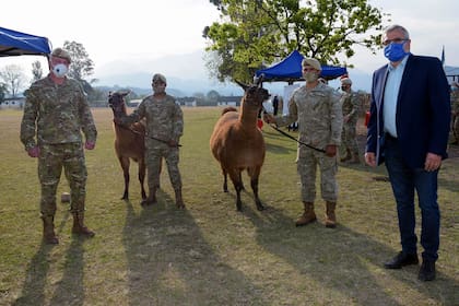 El gobernador junto a los camélidos, destinados a la mejora de la logística en tareas en alta montaña