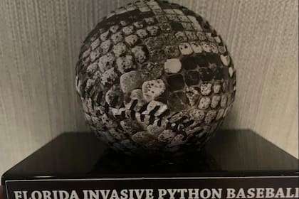 El gobernador recibió una pelota de béisbol hecha con piel de una peligrosa serpiente constrictora