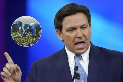 El gobernador Ron DeSantis aprobó una ley en Florida que impacta directamente en el sector agrícola de Florida