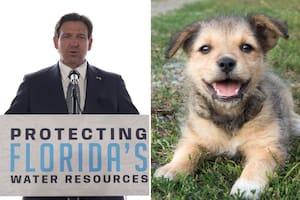 El gobernador Ron DeSantis consolidó en 2025 un robusto marco legal en Florida que incluye desde la creación de registros públicos de maltratadores hasta la regulación estricta de seguros veterinarios