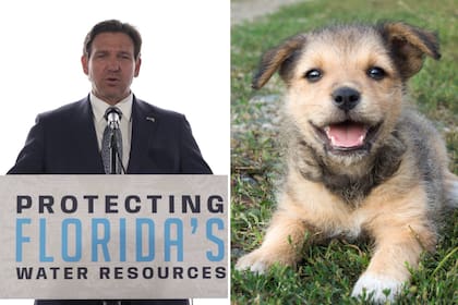 El gobernador Ron DeSantis consolidó en 2025 un robusto marco legal en Florida que incluye desde la creación de registros públicos de maltratadores hasta la regulación estricta de seguros veterinarios