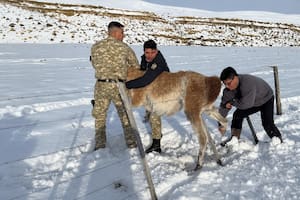 Un gobernador liberó un guanaco atrapado en un alambrado y lo mostró en redes