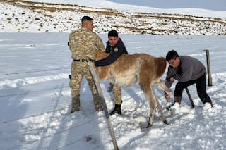 Un gobernador liberó un guanaco atrapado en un alambrado y lo mostró en redes