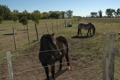 El gobierno bonaerense apunta a la identificación de los caballos