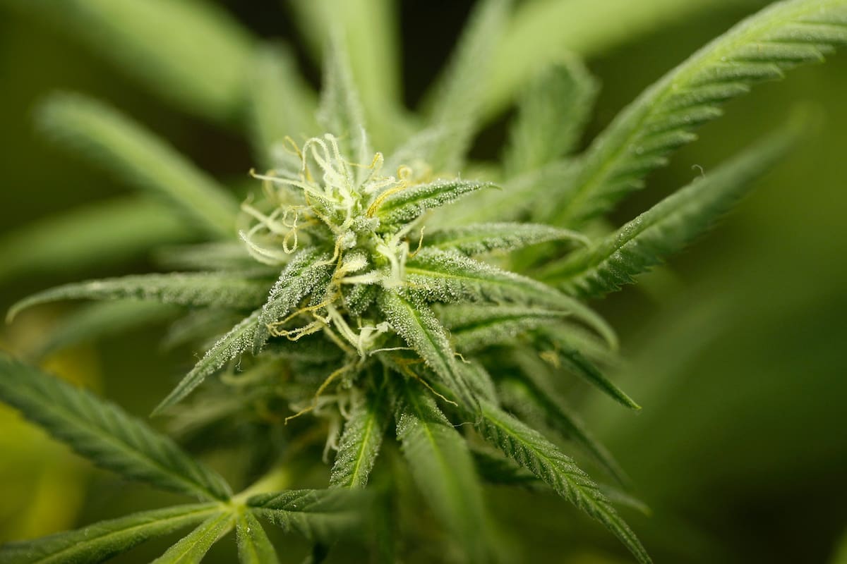 El Gobierno creó la Dirección para el Estudio y la Investigación del uso medicinal del Cannabis