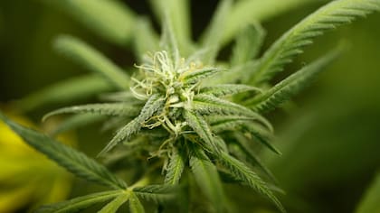 Se debate el uso del cannabis medicinal para el glaucoma
