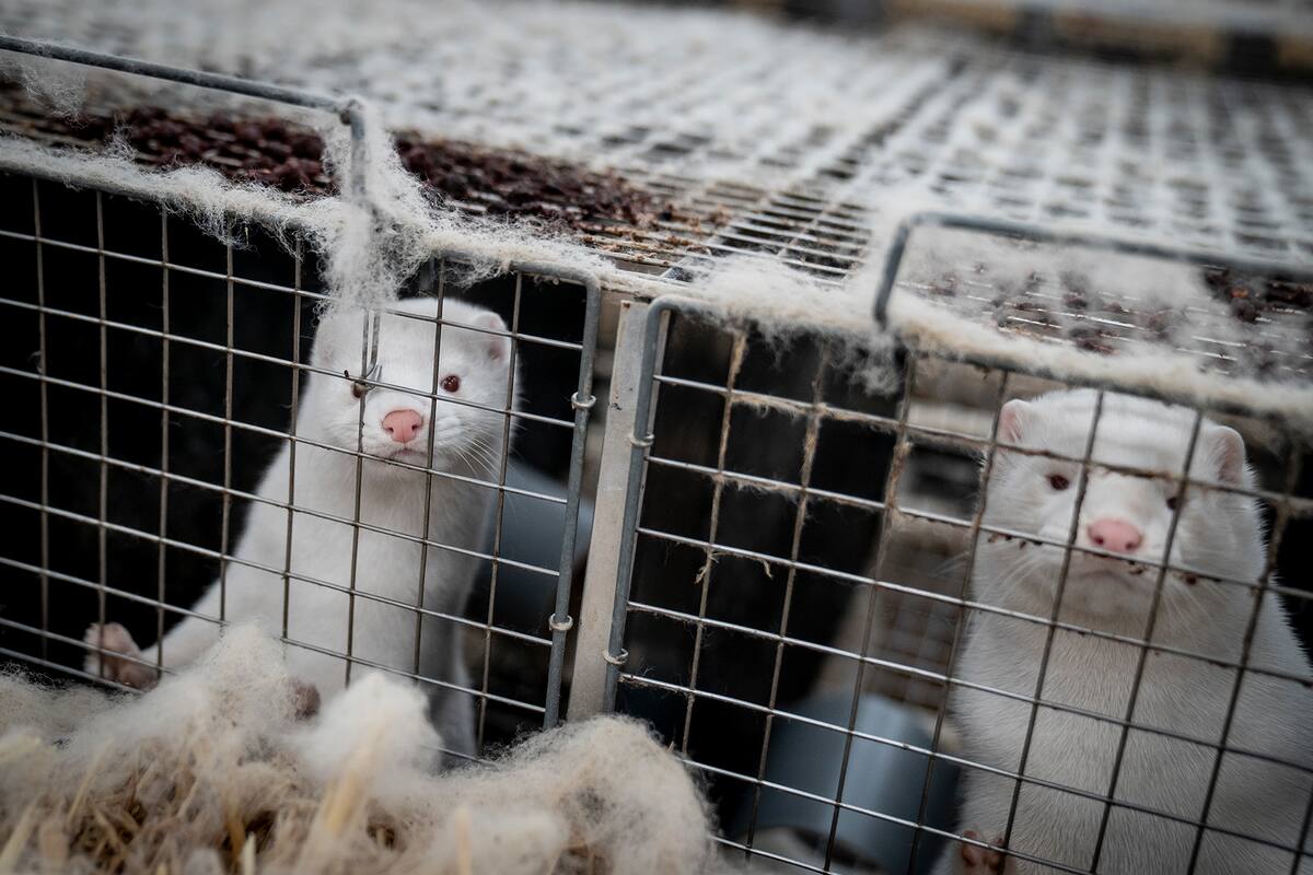 El gobierno danés, que ya había lanzado una campaña de sacrificio selectivo, anunció la erradicación de los entre 15 y 17 millones de visones del país