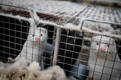 El gobierno danés, que ya había lanzado una campaña de sacrificio selectivo, anunció la erradicación de los entre 15 y 17 millones de visones del país