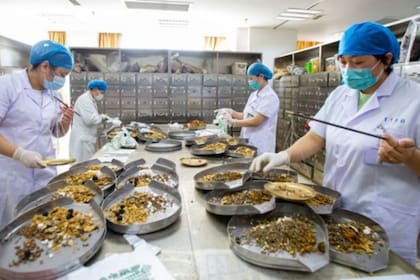 El gobierno de China ha visto en la pandemia de covid-19 una oportunidad para tratar de internacionalizar la medicina tradicional del país