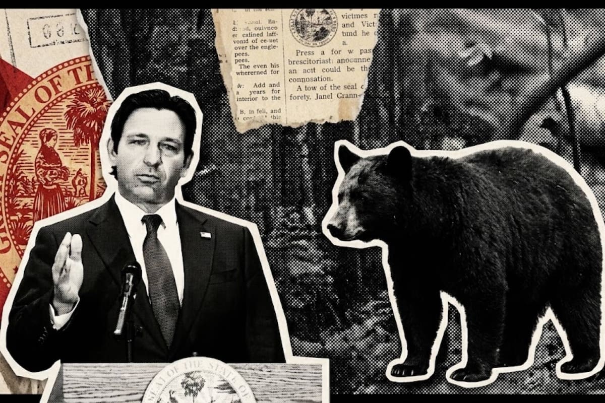El gobierno de DeSantis autorizó una nueva temporada de caza de osos en Florida