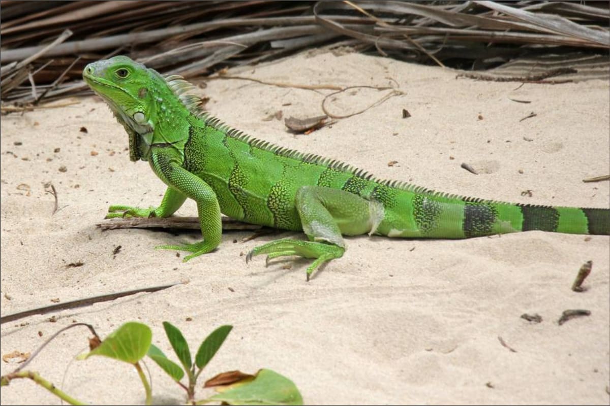 El gobierno de Florida autorizó la captura de iguanas congeladas entre el 1° y el 2 de febrero, durante un período de temperaturas frías prolongadas en el sur