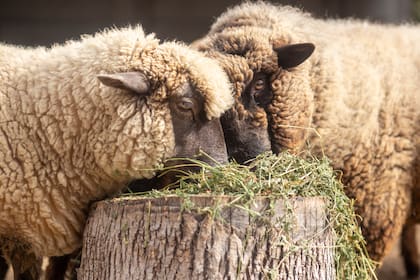 El Gobierno declaró una alerta sanitaria por sarna ovina en una provincia