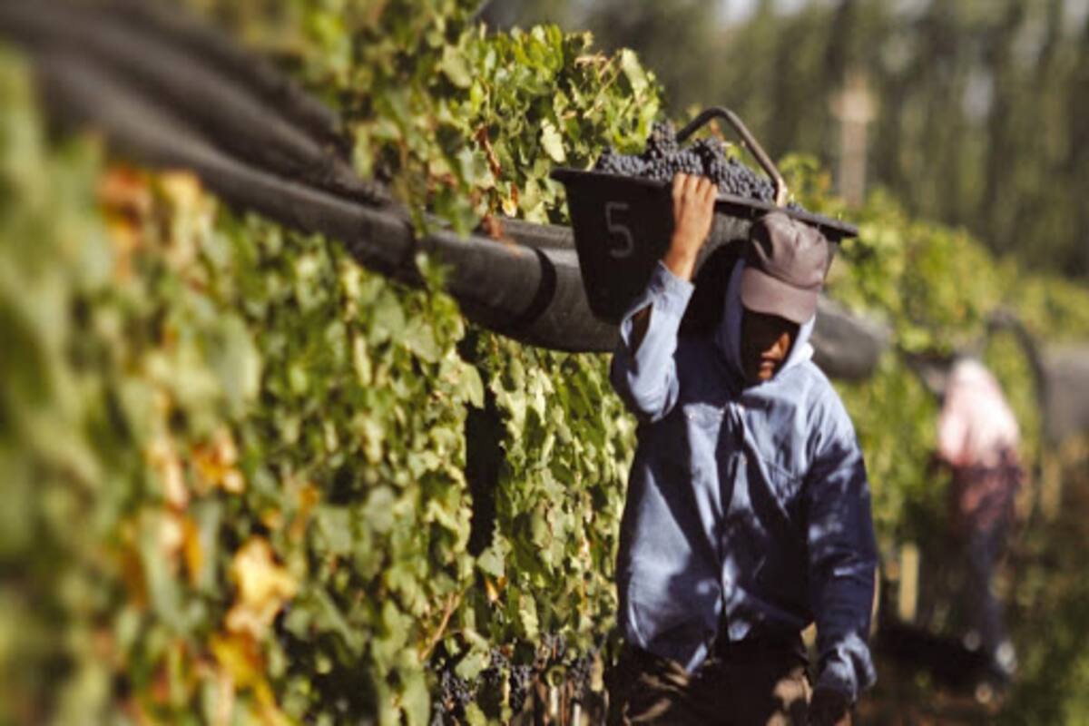 El Gobierno derogó 973 normas del Instituto Nacional de Vitivinicultura para eliminar intervención en los procesos productivos