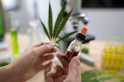El Gobierno envía un proyecto al Congreso para regularizar la industria del cannabis medicinal