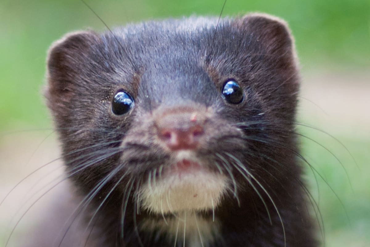 El gobierno holandés teme que estos animales promuevan más contagios de coronavirus en humanos