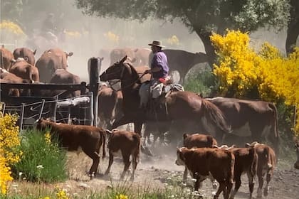 El Gobierno homologó la emergencia agropecuaria en la provincia de Neuquén