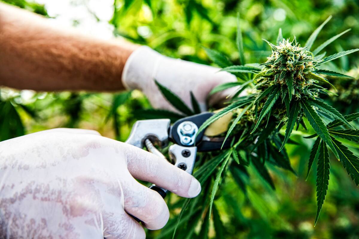 El Gobierno presentó un proyecto de ley para regular la industria del cannabis medicinal