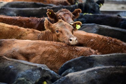 El Gobierno prohibió la exportación de carne