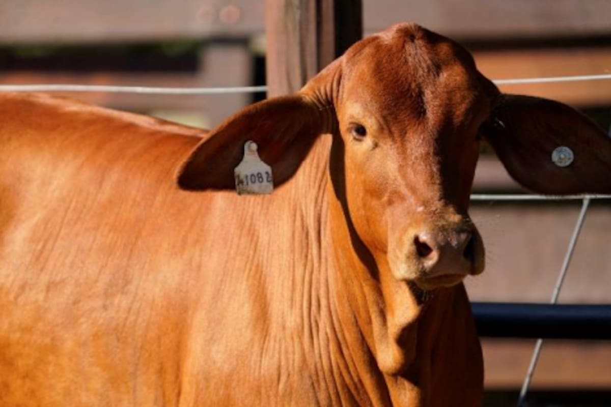 El Gobierno prometió una definición sobre cómo asistir a productores de menos de 50 cabezas