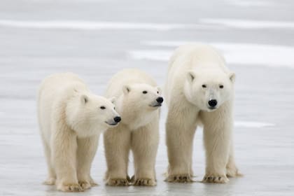 El gobierno ruso envía a los opositores al Ártico como exilados políticos con la excusa de que son reclutados para el servicio militar