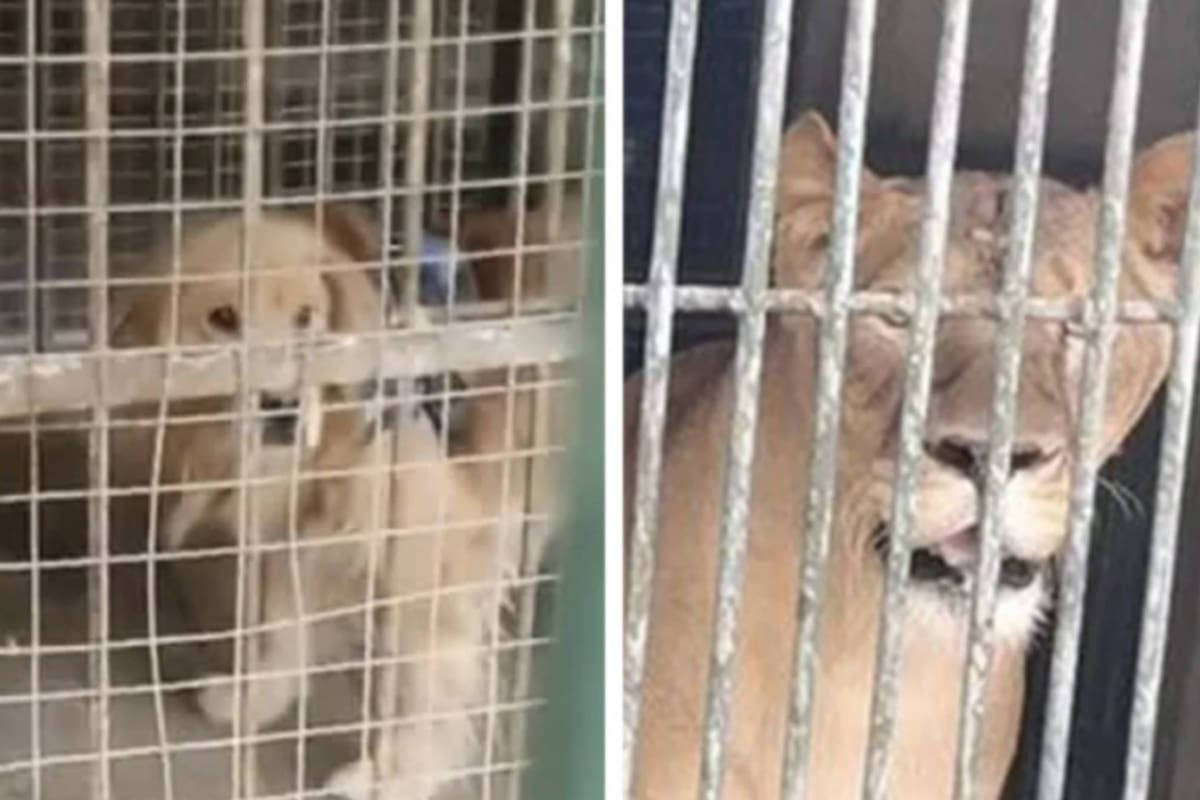 El golden retriever del dueño del zoo encerrado en la jaula de los leones