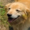 La historia del Golden Retriever que siguió al auto de Google y apareció en más de mil fotos