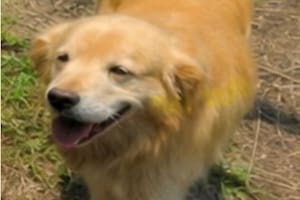 La historia del Golden Retriever que siguió al auto de Google y apareció en más de mil fotos