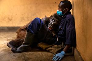 El gorila de montaña huérfano, Ndakasi, yace en los brazos de su cuidador, Andre Bauma, poco antes de su muerte, en el Parque Nacional Virunga, en la República Democrática del Congo