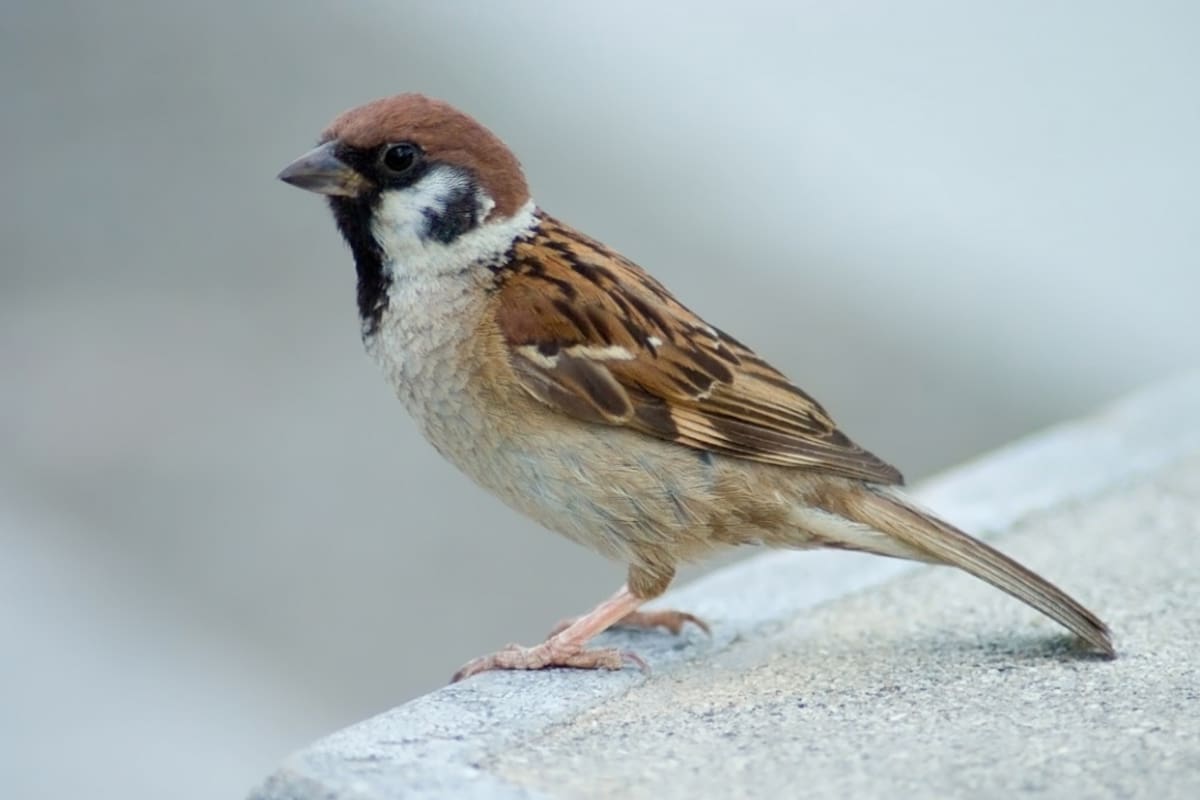 El gorrión es uno de los pájaros más queridos por todos (Foto: X)