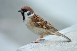 El gorrión es uno de los pájaros más queridos por todos (Foto: X)