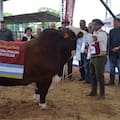 Braford consagró a los grandes campeones de la Nacional Primavera