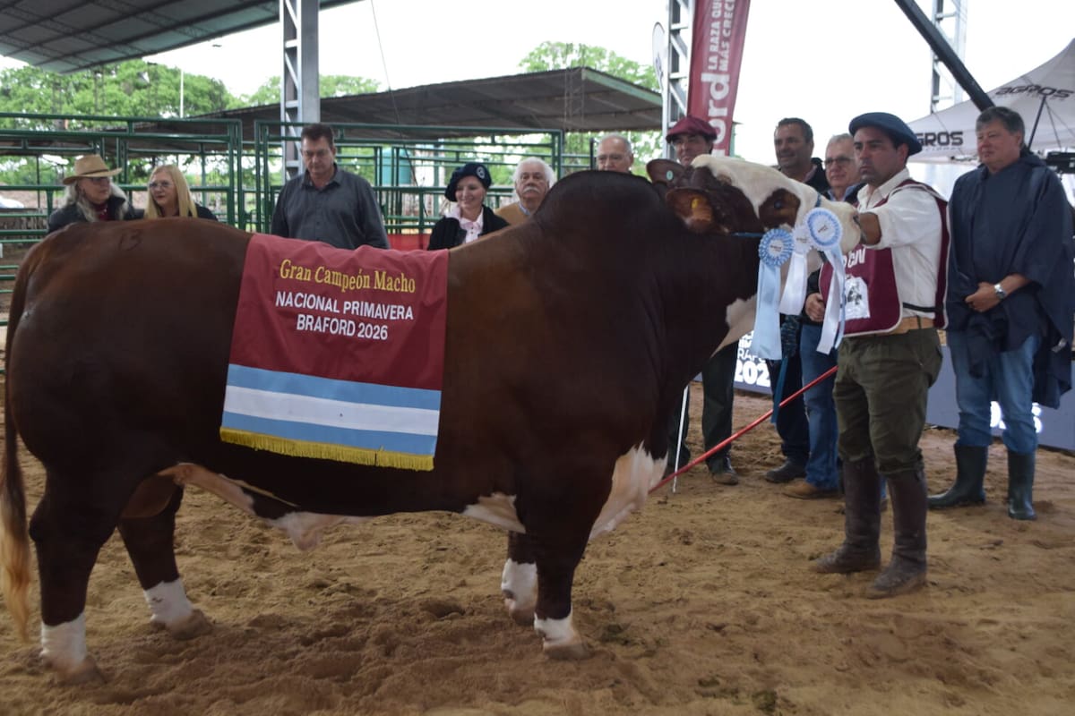 El Gran Campeón Macho