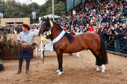 El Gran Campeón fue para el box 1677, Del Oeste Buen Vino, de cabaña La Esperanza, de Felipe Juan Ballester