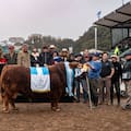 Limangus logró el “1-2” en la prueba que mide la mejor calidad de carne