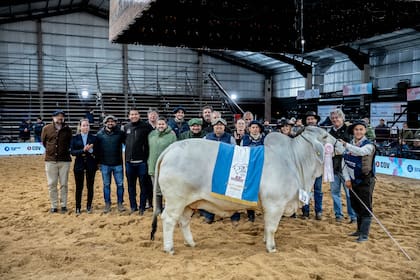 El Gran Campeón Hembra Brahman