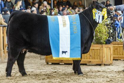 El Gran Campeón Hembra Angus, de Sigman y Ojea Rullán