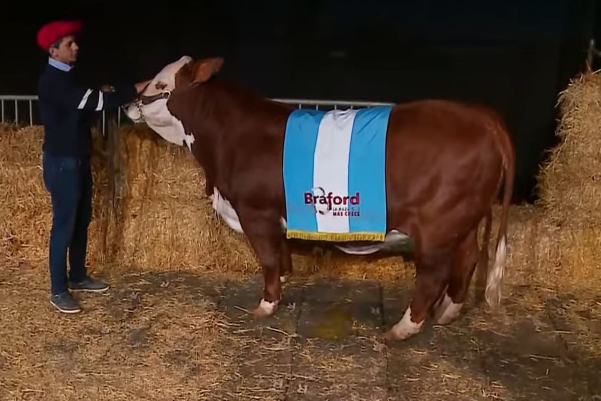 El Gran Campeón Hembra Braford que se subastó anoche al 50% por $28 millones. Braford