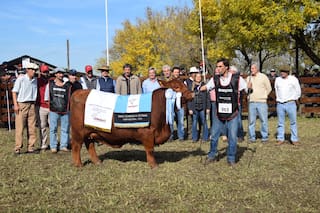 Pagaron $16,5 millones por un cuarto de una vaca gran campeona