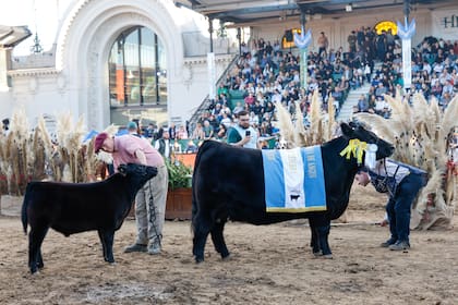 El Gran Campeón Hembra de la raza Angus