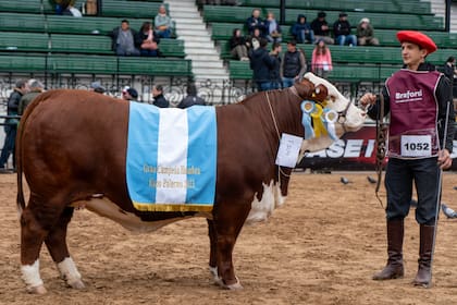 El Gran Campeón Hembra en la pista luego de su consagración el lunes pasado