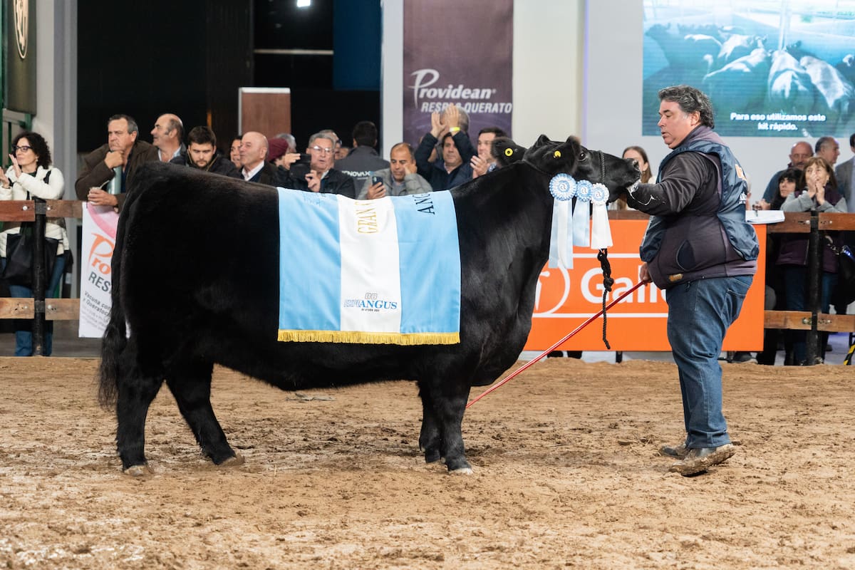 El Gran Campeón Hembra Negra fue para el box 252 de “La Invernada”, de Estancia La Invernada