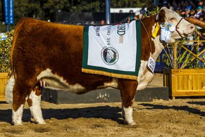 El Gran Campeón Hembra Polled Hereford