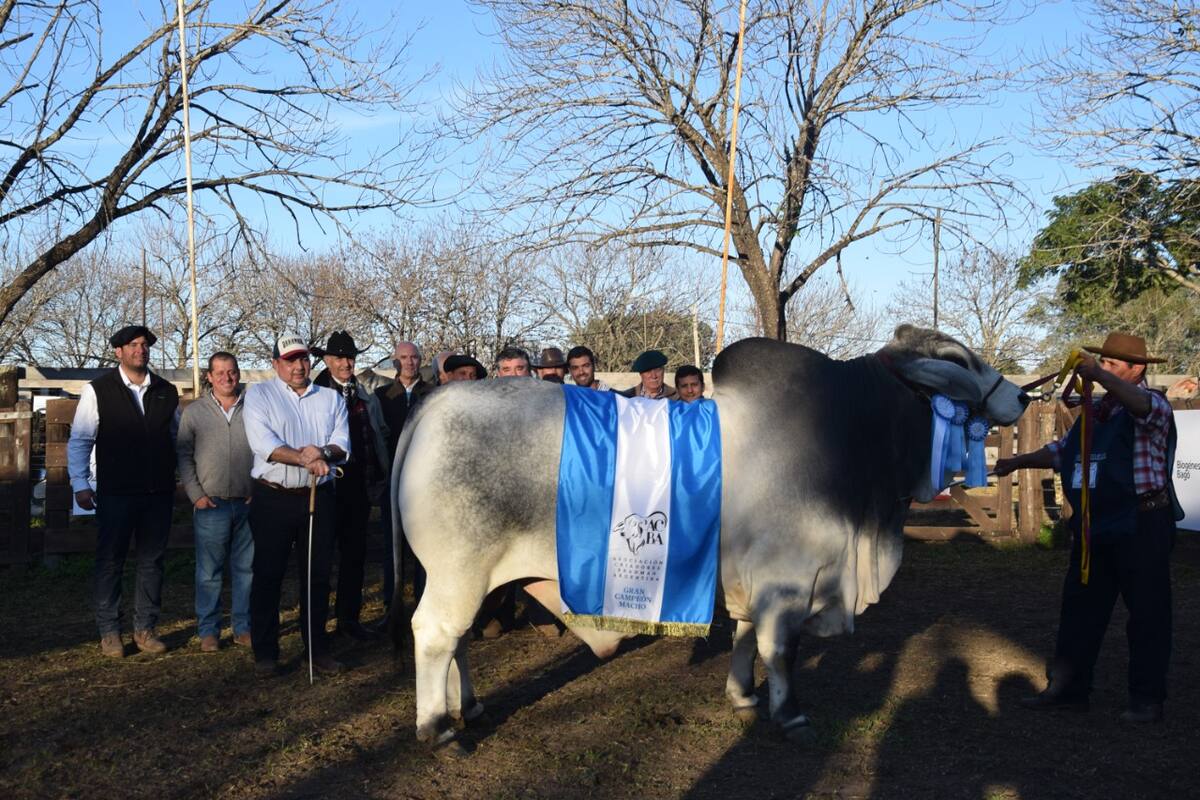 El Gran Campeón Macho Brahman