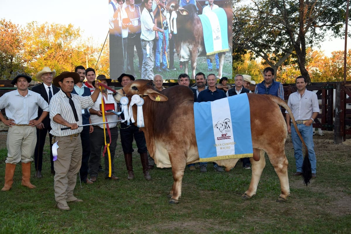 El Gran Campeón Macho Brahman