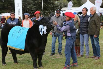 El Gran Campeón Macho Ternero