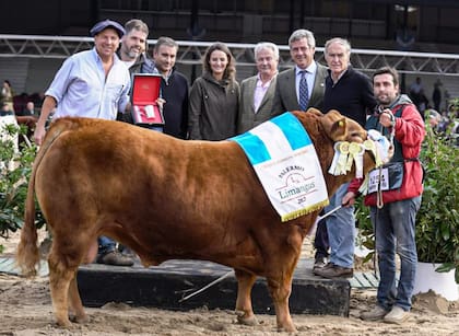 El Gran Campeón Macho Limangus