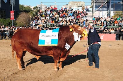 El Gran Campeón Macho Limousin