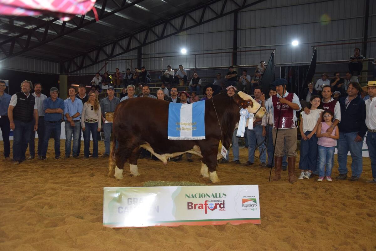 El Gran Campeón Macho Braford